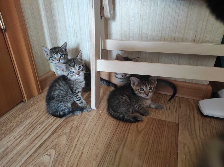 Котята. Отдам в хорошие руки.