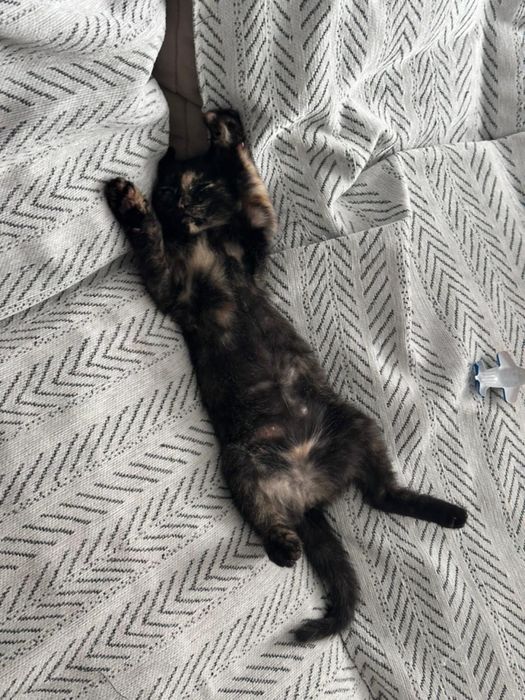 кошечка ищет дом!