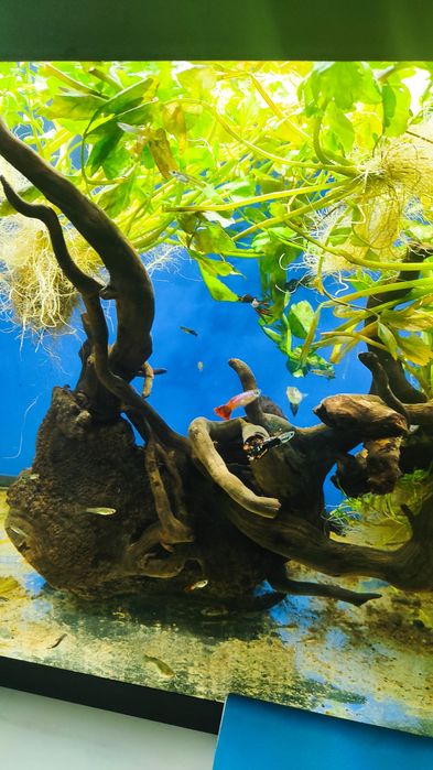 Аквариумные рыбки Гуппи