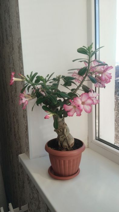 Продам адениум (роза пустыни)