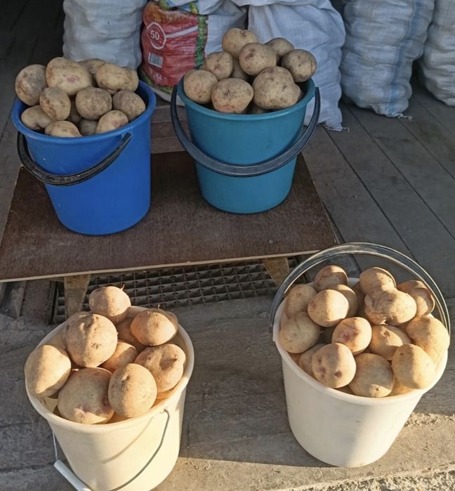 Продам картофель  дачный