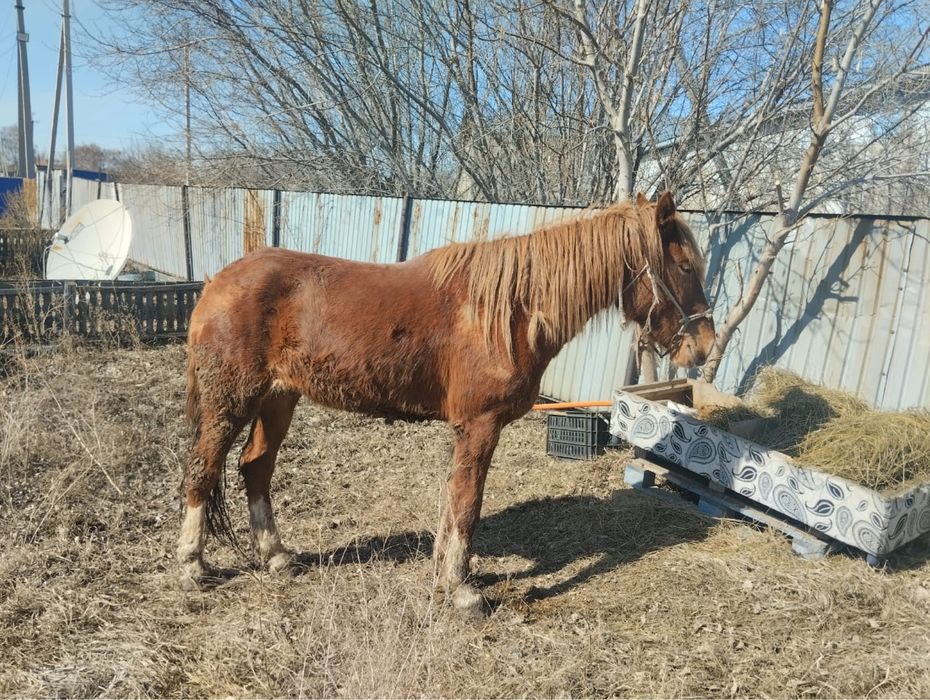 Лошадь жорга 4-х годовалый