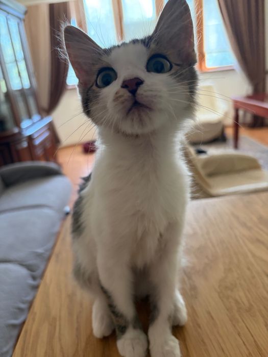 Котенок Барбариска ищет дом