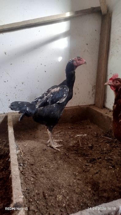 Продам даканиха тулячка