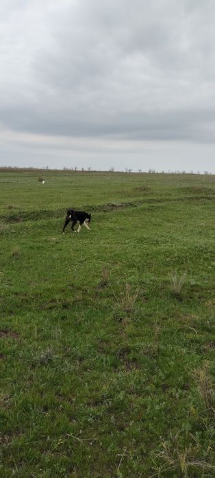 Продам лайку русско европейскую