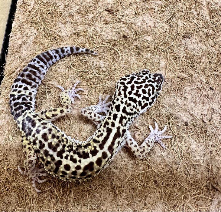 Ящерица Эублефар с террариумом