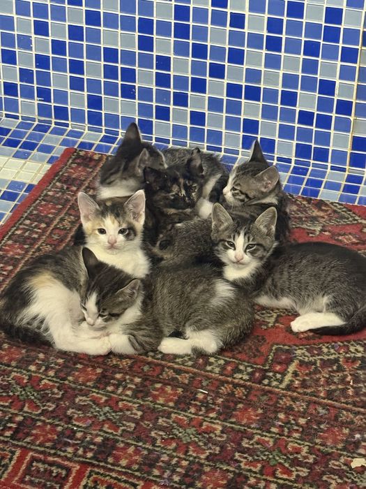 Красивые котята,чистенькие,приученны к лотку