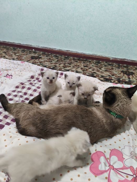 Чисто кровные котята продаются вислоухие