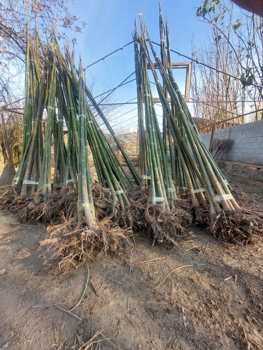 Павлония аксия бошланди! 6000дан павловния!