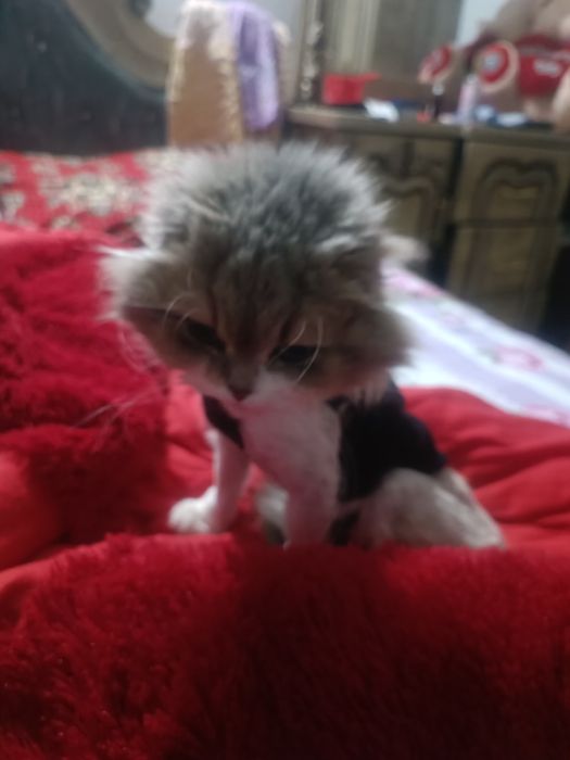 hadya mushuk sotiladi dm aqilli megrbon odama yunglari olnb turbdi