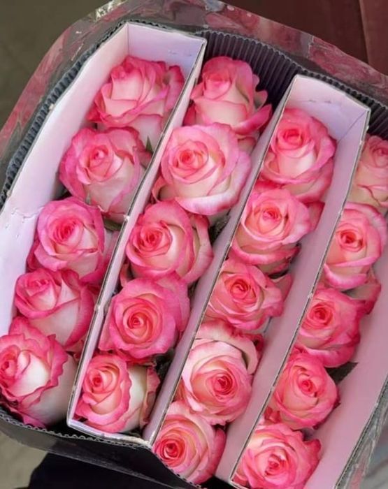 Розы оптом, белый, пинк, мандала, джумелия