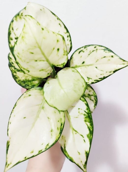 Аглаонема разных сортов