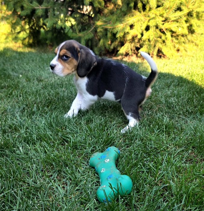Pui Beagle cu certificat pedigree tip A