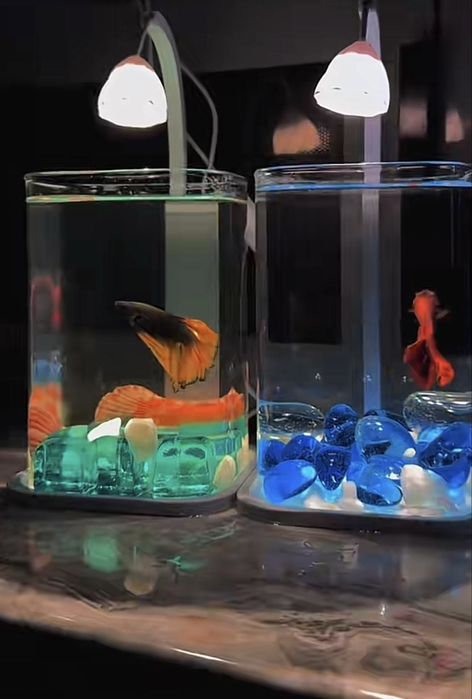 Аквариумная рыбка петушок