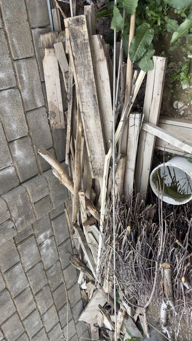 Ағаштар әртүрлі өлшемде