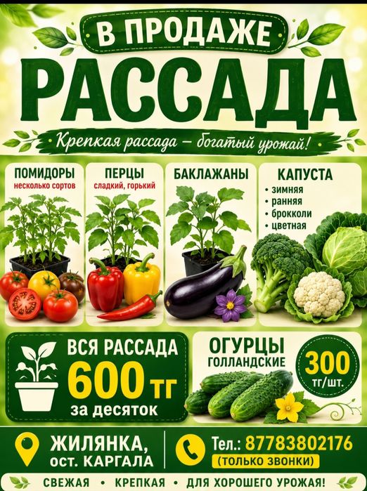 Крепкая рассада для вашего огорода