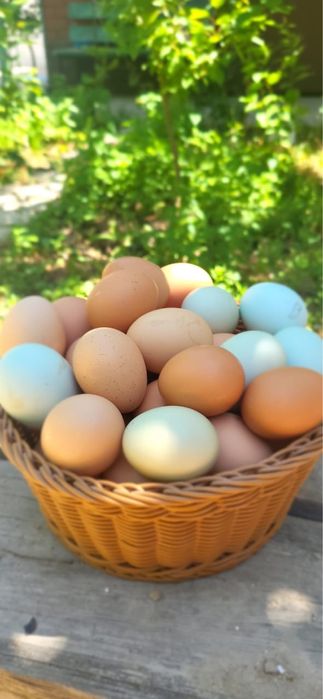 Яйцо домашнее / қолдың жұмыртқасы