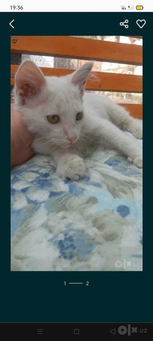 Продаётся гиперактивный котёнок