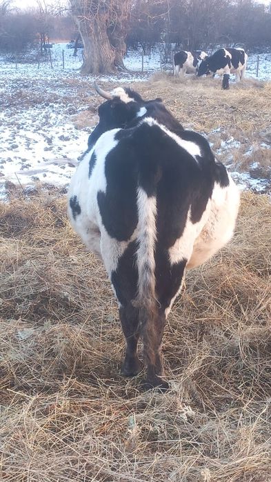 Vând vaci gestante !