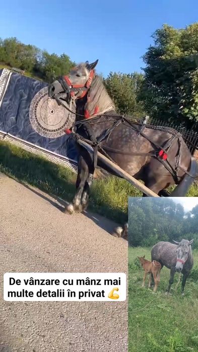 De vânzare iapa cu manz