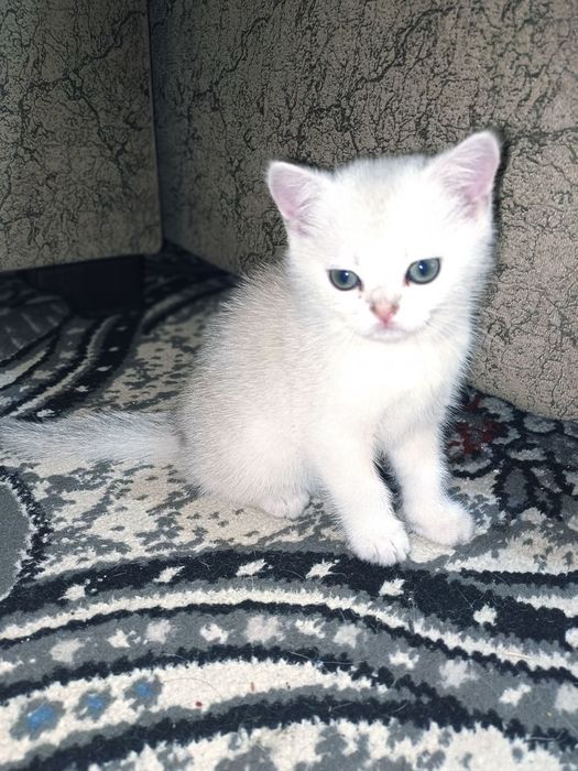 Британская короткошерстная кошка серебристого окраса.
