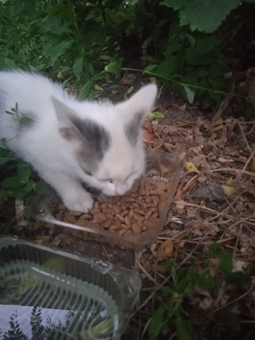 Отдам даром мальчики котята