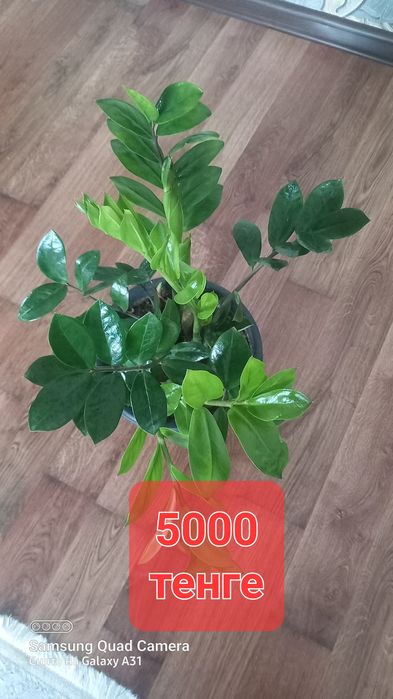 Комнатные цветы растение