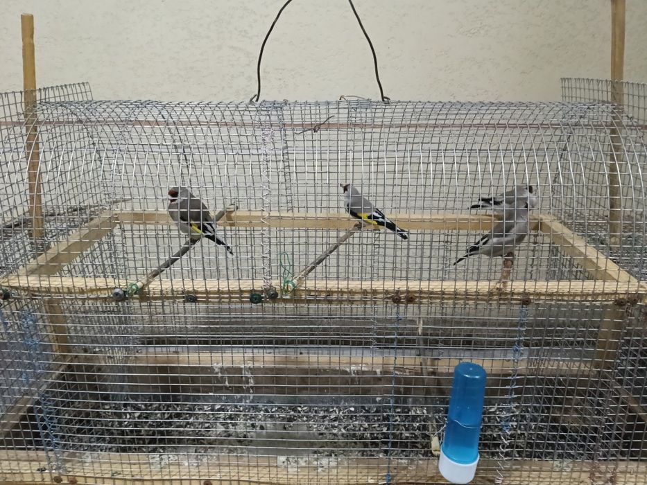 Шегол по 5000 тг