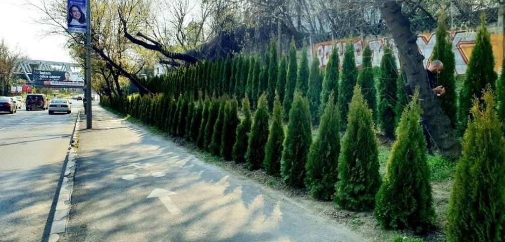 Tuia smaragd și leylandii 2.3m - 2.5m/ calitate extra/ super oferta