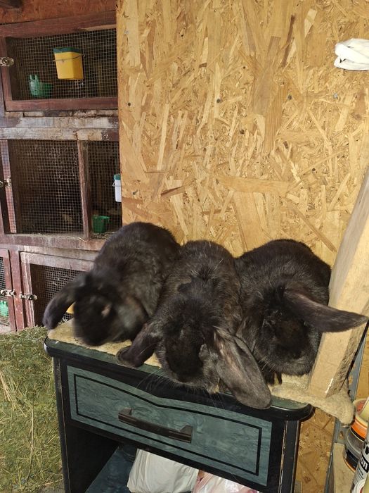 Vând iepuri berbec german