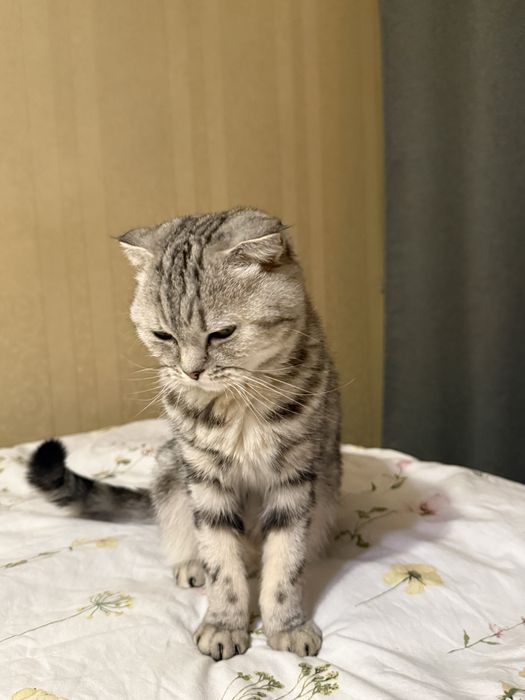 Шотландская вислоухая ищет дом