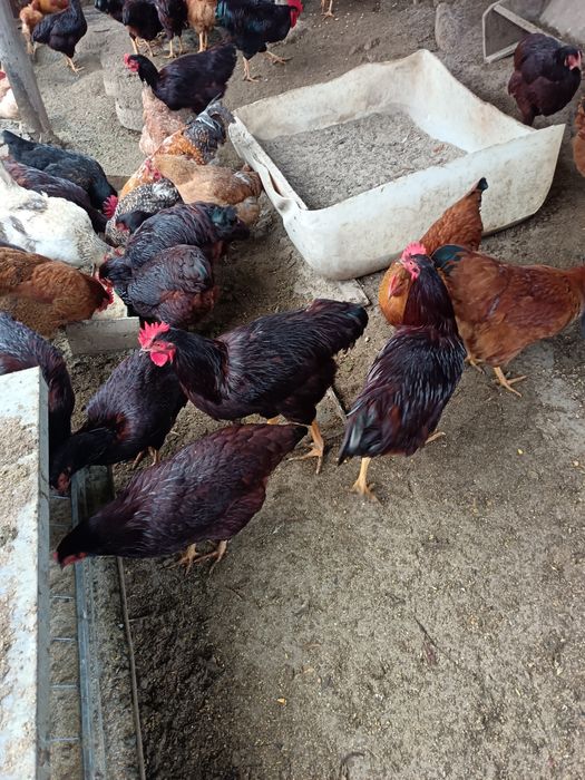 Vând cocosi new hampshire  și Rhode island