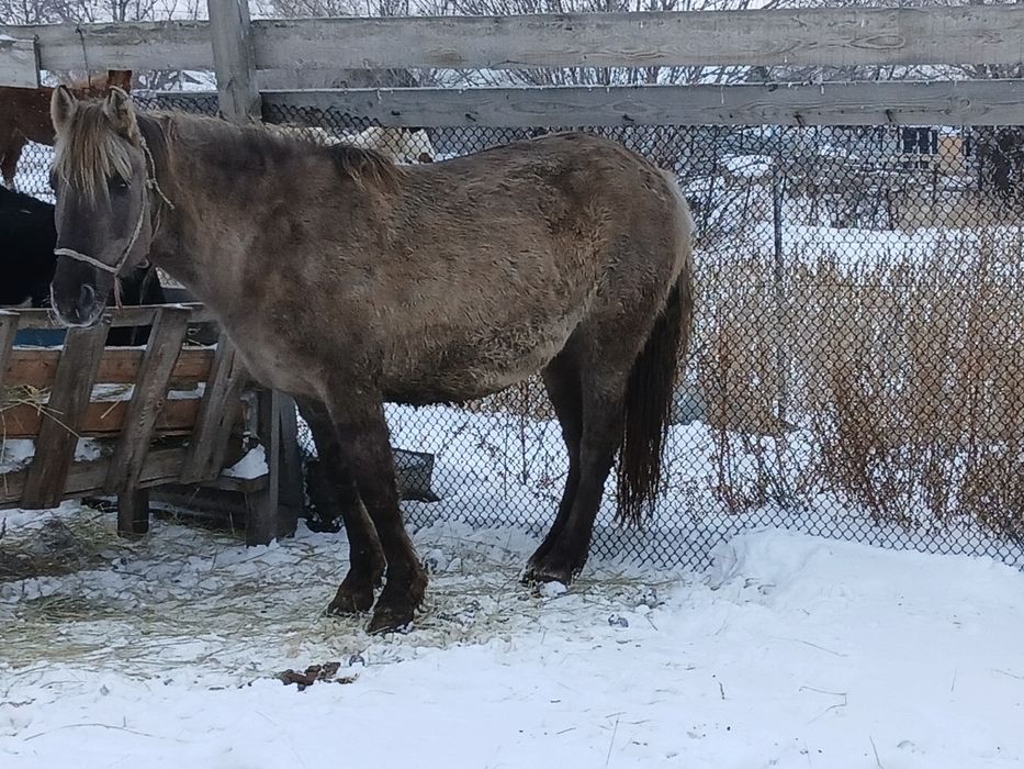 Бие кобыла сатылады.