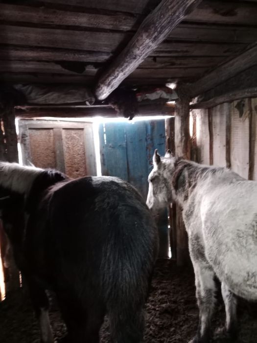 Қунандар сатылады