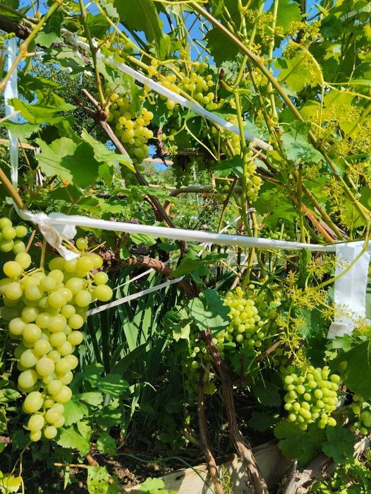 продается дача 4й район с,о Казахстан