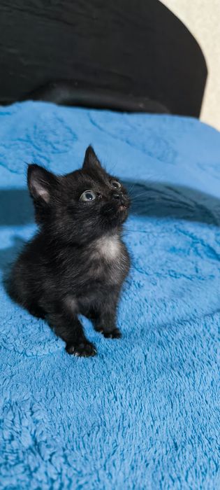 Котенок в добрые руки