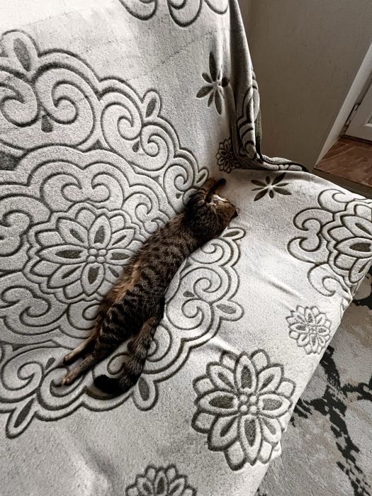 Отдам в добрые руки