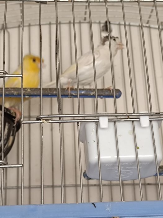 Канарейка мода продаются