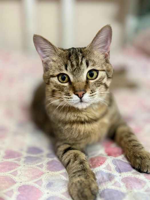 ПоЛупоРодистЫе коШечкИ