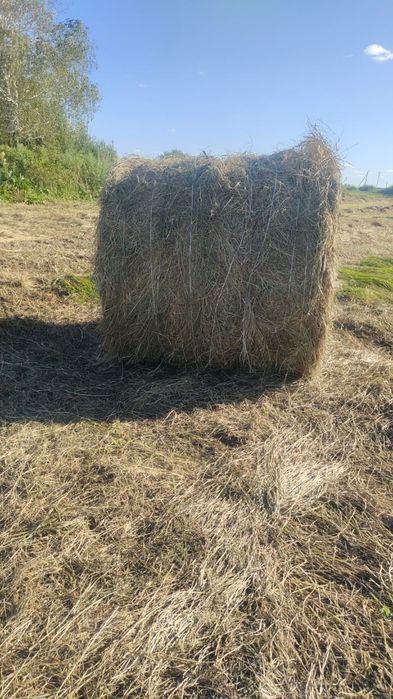 Сено луговое в тюках