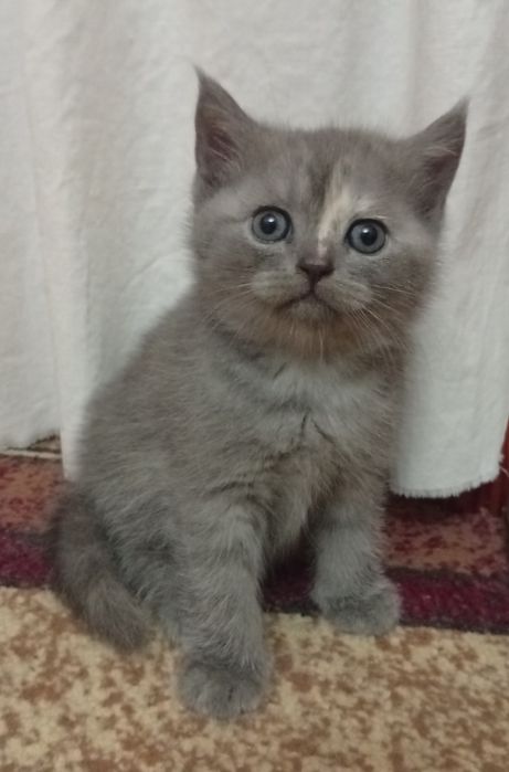 Срочно!Британские котята