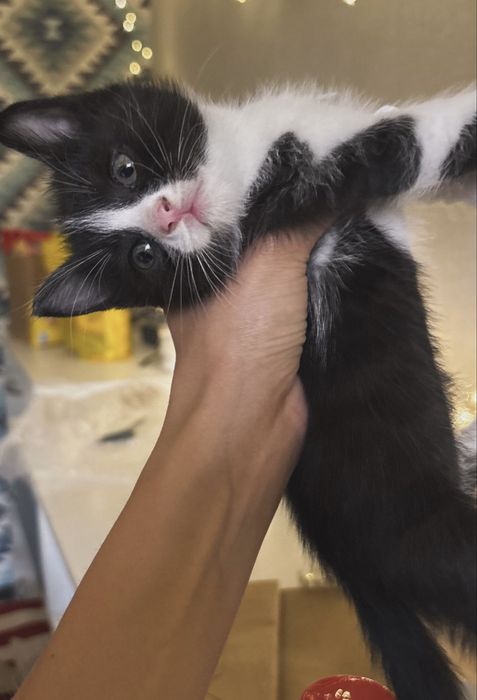 Котенок девочка ищет дом