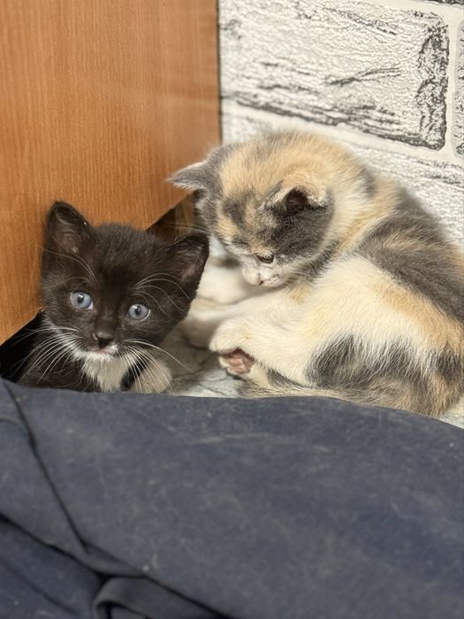 Шымкент, отдаю котят в добрые руки