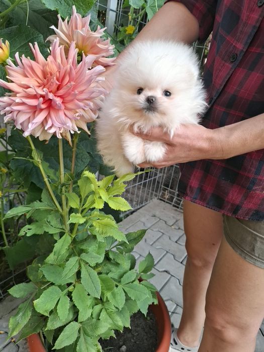 Pomeranian pui mascul