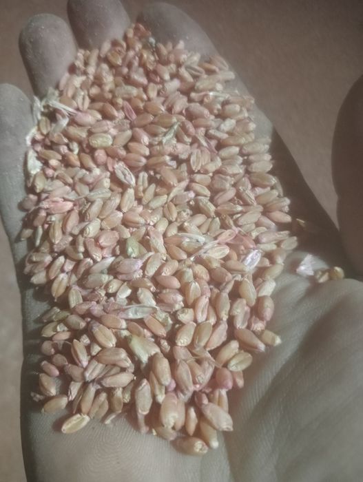Продам пшиницу семенуйю протравлиную