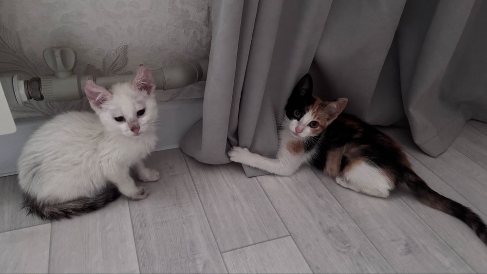 Отдам в добрые руки котят(девочки)
