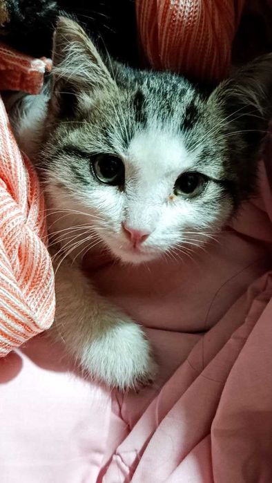 Срочно отдам котят в хорошие руки