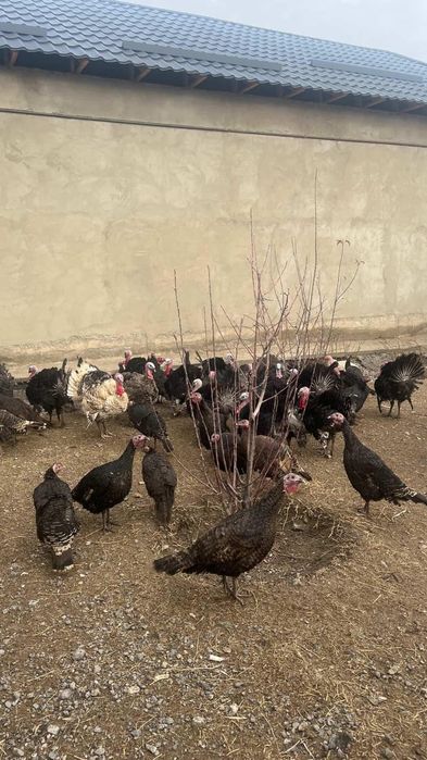 Ундюк кораздары сатылады!