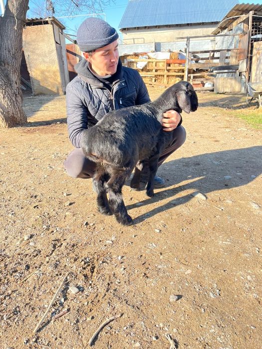 Гиссар козы кошкарлар