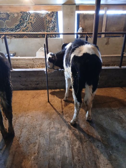 Таналар сатылады .